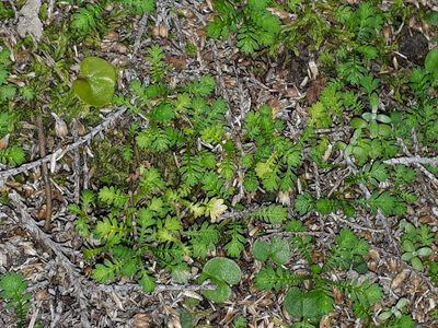 Leptinella nana, photographed by Leon Perrie