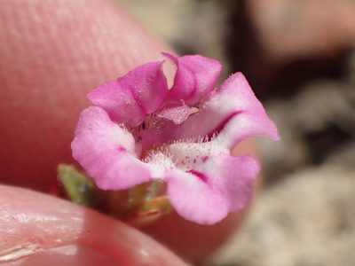 Diplacus layneae, photographed by rockybajada