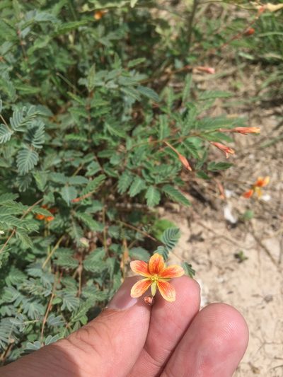 Hoffmannseggia drepanocarpa, photographed by Sam Kieschnick
