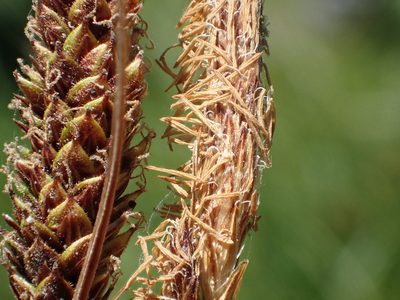 Carex scabriuscula, photographed by rockybajada