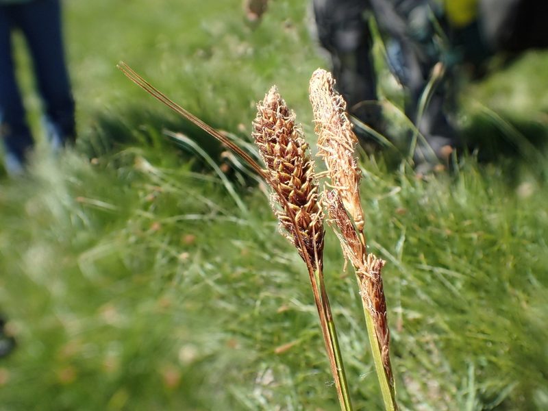 Carex scabriuscula, photographed by rockybajada