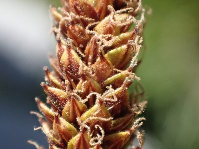 Carex scabriuscula, photographed by rockybajada