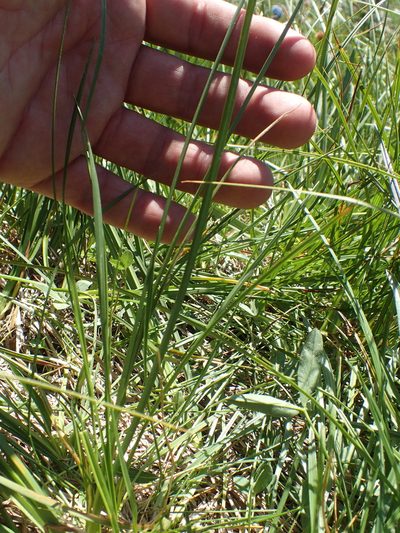 Carex scabriuscula, photographed by rockybajada