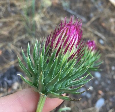 Cirsium andersonii, photographed by Adam J. Searcy