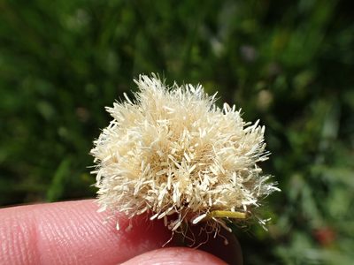 Calliscirpus criniger, photographed by rockybajada