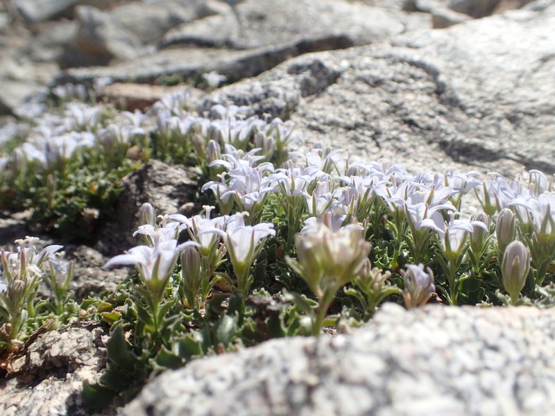 Campanula shetleri, photographed by rockybajada