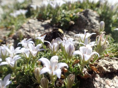 Campanula shetleri, photographed by rockybajada