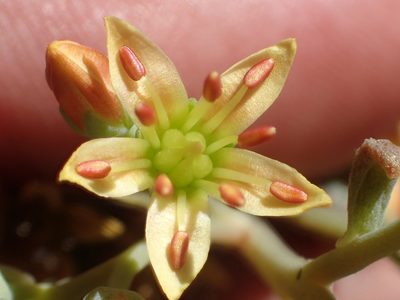 Sedum kiersteadiae, photographed by rockybajada