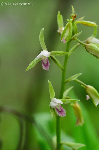 Eulophia herbacea, photographed by S.MORE
