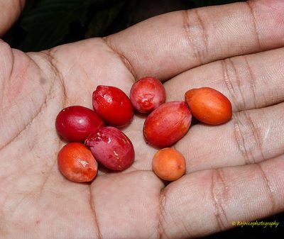 Gnetum gnemon, photographed by Rejoice Gassah