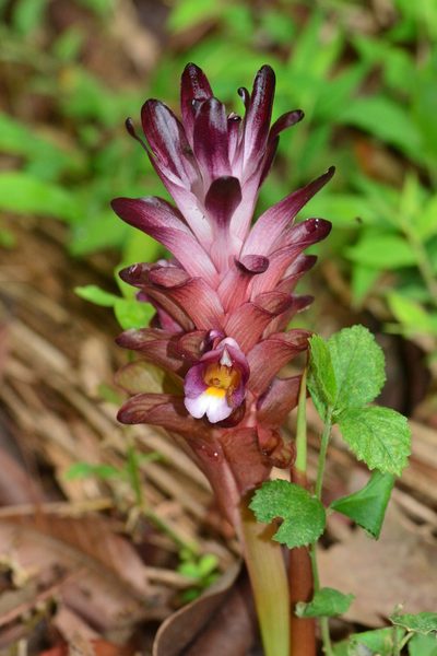 Curcuma decipiens, photographed by S.MORE
