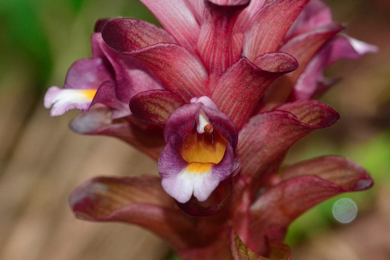Curcuma decipiens, photographed by S.MORE