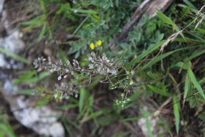Alyssum trichostachyum, photographed by Dmitriy Bochkov