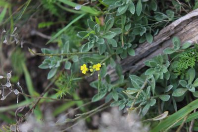 Alyssum trichostachyum, photographed by Dmitriy Bochkov