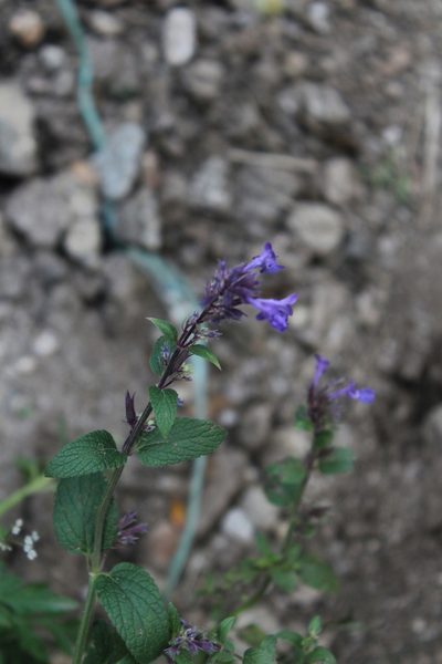 Nepeta grandiflora, photographed by Dmitriy Bochkov