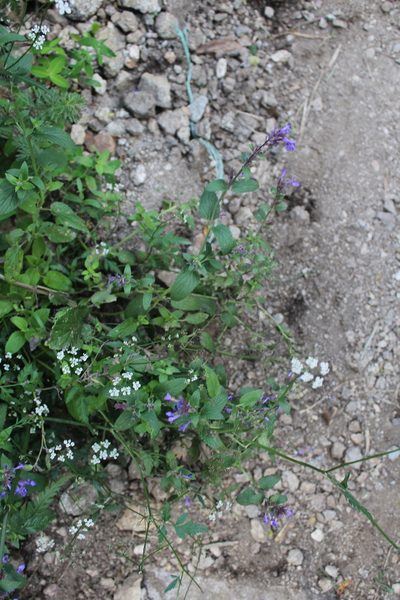 Nepeta grandiflora, photographed by Dmitriy Bochkov