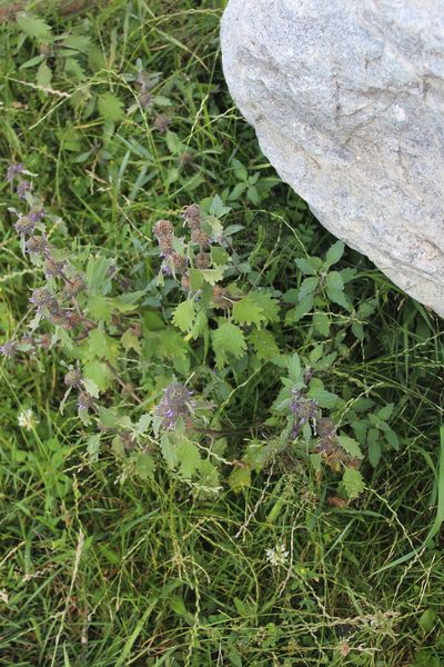 Marrubium leonuroides, photographed by Dmitriy Bochkov