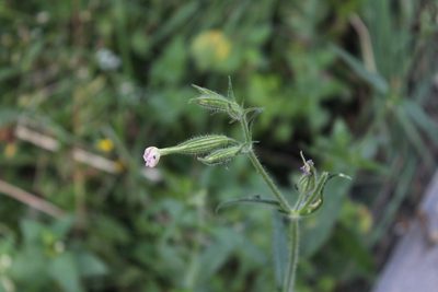 Silene noctiflora, photographed by Dmitriy Bochkov