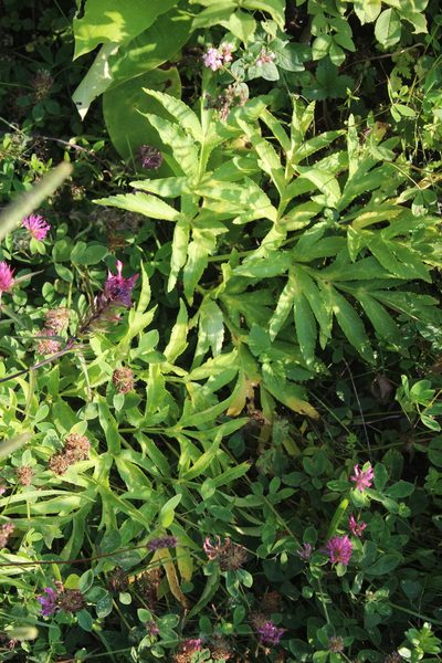 Agasyllis latifolia, photographed by Dmitriy Bochkov