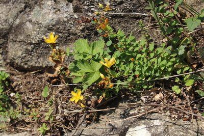 Hypericum nummularioides, photographed by Dmitriy Bochkov