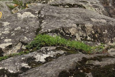 Trifolium polyphyllum, photographed by Dmitriy Bochkov