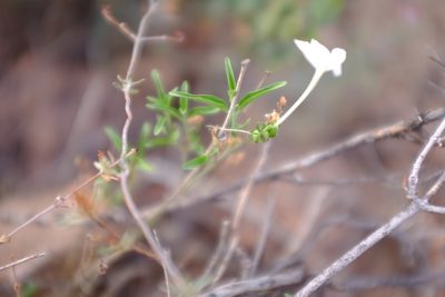 Justicia longii, photographed by timharris