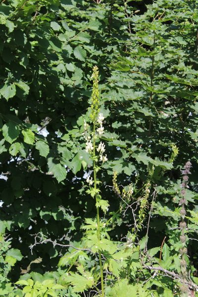 Aconitum orientale, photographed by Dmitriy Bochkov