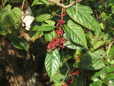 Cissus discolor, photographed by Ajit Ampalakkad