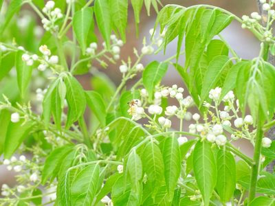 Clausena anisata, photographed by Ajit Ampalakkad