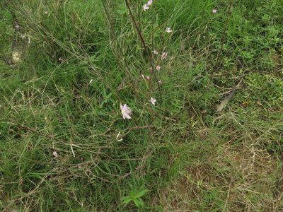 Cleome chelidonii, photographed by Ajit Ampalakkad