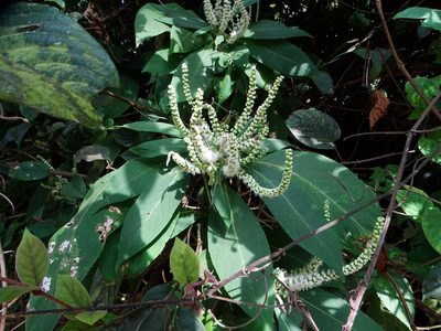 Colebrookea oppositifolia, photographed by Ajit Ampalakkad