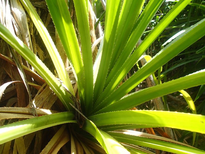 Pandanus balfourii, photographed by Bruno Senterre