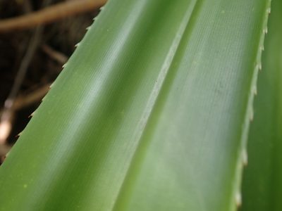 Pandanus balfourii, photographed by Bruno Senterre