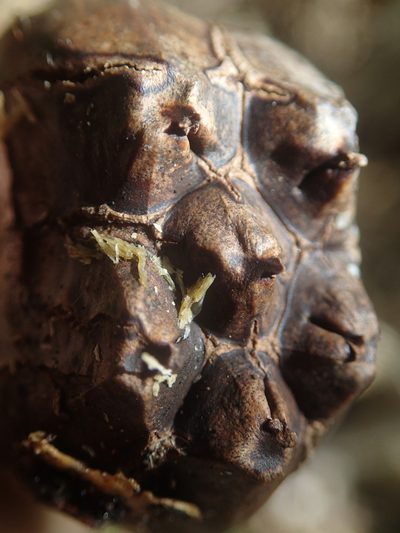 Pandanus balfourii, photographed by Bruno Senterre