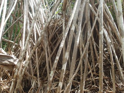 Pandanus balfourii, photographed by Bruno Senterre