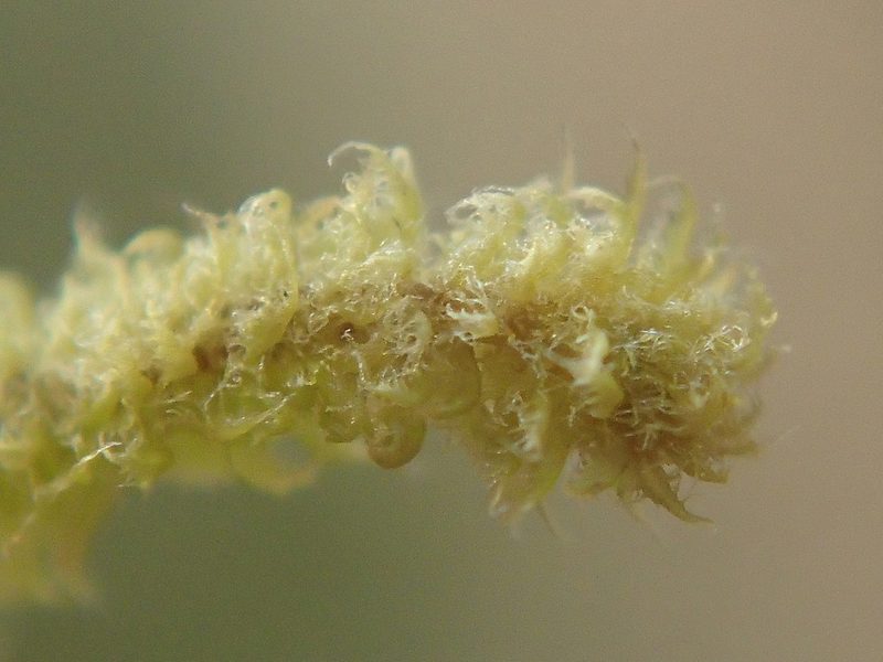 Plicanthus hirtellus, photographed by Bruno Senterre
