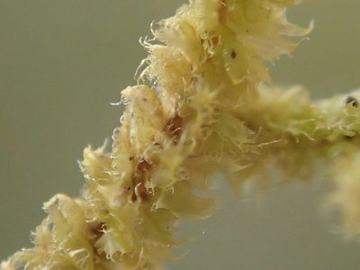 Plicanthus hirtellus, photographed by Bruno Senterre