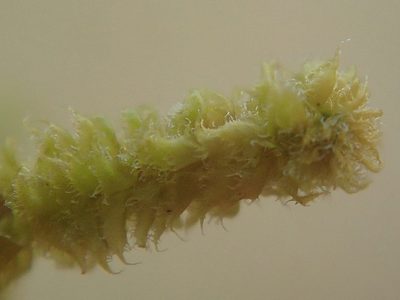 Plicanthus hirtellus, photographed by Bruno Senterre