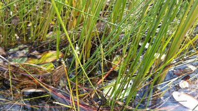 Eleocharis robbinsii, photographed by Sarah Johnson