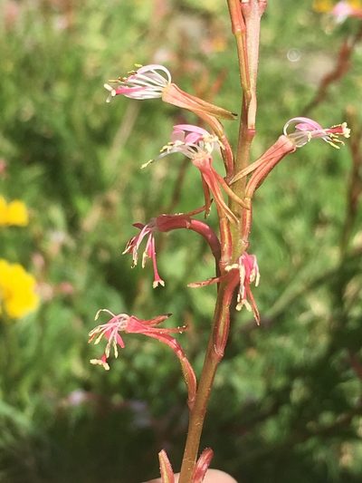 Oenothera hexandra, photographed by Rebecca Johnson
