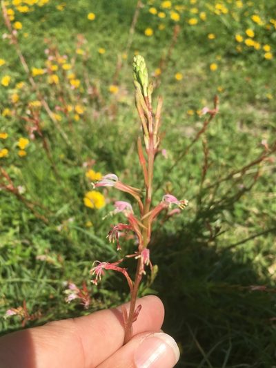Oenothera hexandra, photographed by Rebecca Johnson