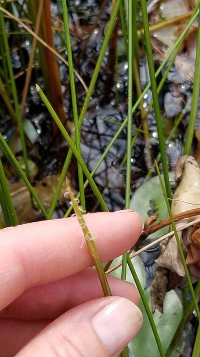 Eleocharis robbinsii, photographed by Sarah Johnson