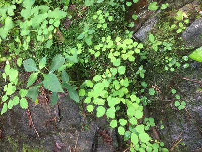 Thalictrum clavatum, photographed by John Kees