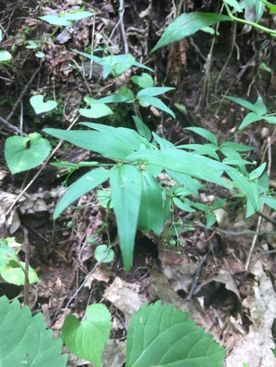 Trichogalium latifolium, photographed by John Kees