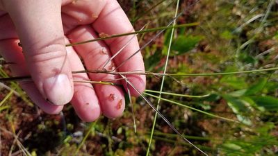 Carex chordorrhiza, photographed by Sarah Johnson