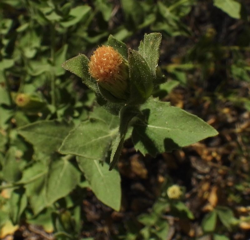 Brickellia greenei, photographed by desertnaturalist