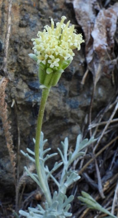 Chaenactis suffrutescens, photographed by desertnaturalist
