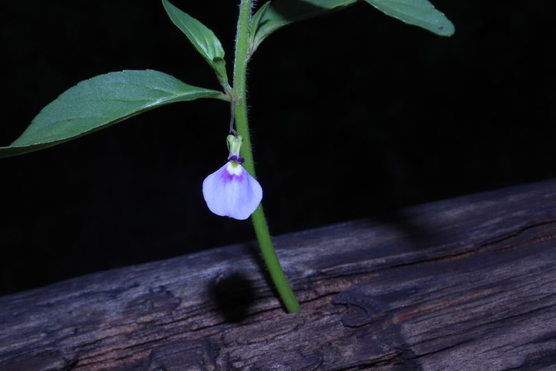 Pombalia glabra, photographed by alejandrozab