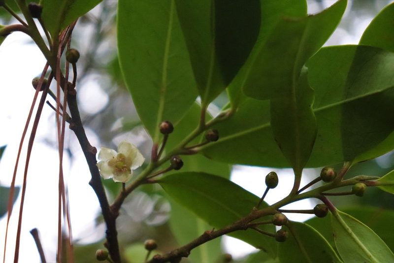 Ternstroemia lineata, photographed by alejandrozab