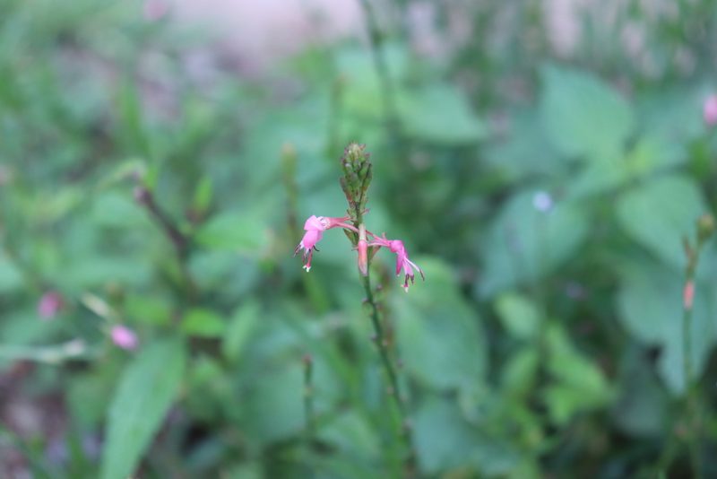 Oenothera hexandra, photographed by alejandrozab